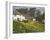 Banks of Daffodils in Askham Village in Wordsworth Country, Lake District, Cumbria, England, UK-James Emmerson-Framed Photographic Print