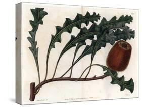 Banksia Gardneri, Australian Oiginary - Engraved by S.Watts, from an Illustration by Sarah Anne Dra-Sydenham Teast Edwards-Stretched Canvas