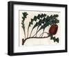 Banksia Gardneri, Australian Oiginary - Engraved by S.Watts, from an Illustration by Sarah Anne Dra-Sydenham Teast Edwards-Framed Giclee Print