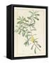 Banksia Marcescens, 1813-Pierre Joseph Redoute-Framed Stretched Canvas