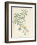 Banksia Marcescens, 1813-Pierre Joseph Redoute-Framed Giclee Print