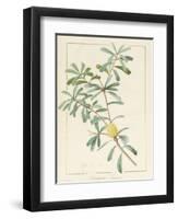 Banksia Marcescens, 1813-Pierre Joseph Redoute-Framed Giclee Print