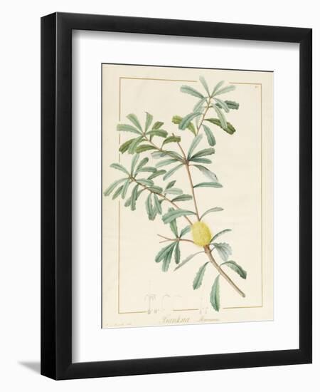 Banksia Marcescens, 1813-Pierre Joseph Redoute-Framed Giclee Print