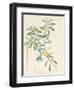 Banksia Marcescens, 1813-Pierre Joseph Redoute-Framed Giclee Print