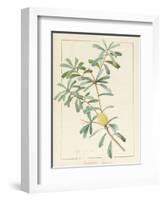 Banksia Marcescens, 1813-Pierre Joseph Redoute-Framed Giclee Print