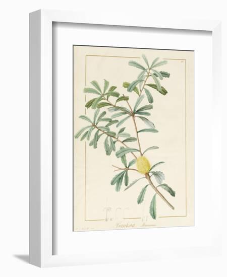 Banksia Marcescens, 1813-Pierre Joseph Redoute-Framed Giclee Print