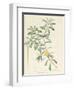 Banksia Marcescens, 1813-Pierre Joseph Redoute-Framed Giclee Print