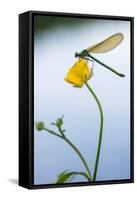 Bannded Demoiselle Resting on Buttercup, Lower Tamar Lakes, Cornwall - Devon Border, UK. May-Ross Hoddinott-Framed Stretched Canvas