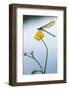 Bannded Demoiselle Resting on Buttercup, Lower Tamar Lakes, Cornwall - Devon Border, UK. May-Ross Hoddinott-Framed Photographic Print