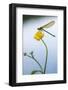 Bannded Demoiselle Resting on Buttercup, Lower Tamar Lakes, Cornwall - Devon Border, UK. May-Ross Hoddinott-Framed Photographic Print