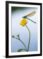 Bannded Demoiselle Resting on Buttercup, Lower Tamar Lakes, Cornwall - Devon Border, UK. May-Ross Hoddinott-Framed Photographic Print