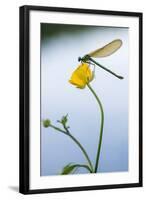 Bannded Demoiselle Resting on Buttercup, Lower Tamar Lakes, Cornwall - Devon Border, UK. May-Ross Hoddinott-Framed Photographic Print