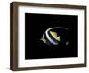 Bannerfish-Durwood Coffey-Framed Giclee Print