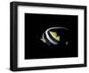 Bannerfish-Durwood Coffey-Framed Giclee Print