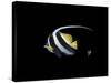 Bannerfish-Durwood Coffey-Stretched Canvas