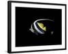 Bannerfish-Durwood Coffey-Framed Giclee Print