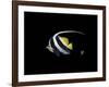 Bannerfish-Durwood Coffey-Framed Giclee Print