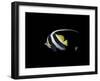 Bannerfish-Durwood Coffey-Framed Giclee Print