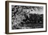 Banning, California - Almond Blossoms with Mt San Gorgonio-Lantern Press-Framed Art Print