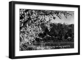 Banning, California - Almond Blossoms with Mt San Gorgonio-Lantern Press-Framed Art Print
