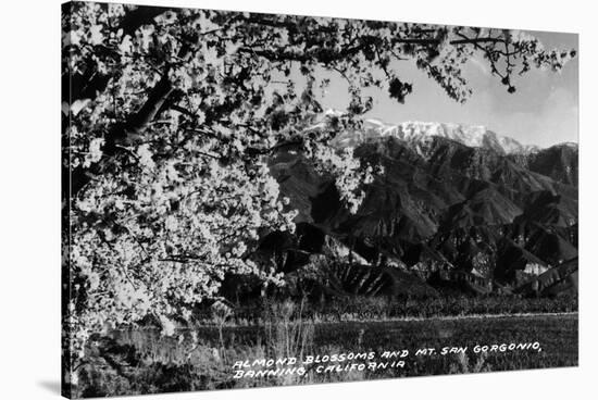 Banning, California - Almond Blossoms with Mt San Gorgonio-Lantern Press-Stretched Canvas