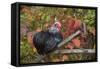 Bantam Black Cochin Rooster Perched on Handle of Old Wooden Plow-Lynn M^ Stone-Framed Stretched Canvas