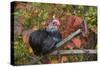 Bantam Black Cochin Rooster Perched on Handle of Old Wooden Plow-Lynn M^ Stone-Stretched Canvas