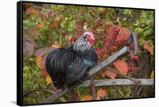 Bantam Black Cochin Rooster Perched on Handle of Old Wooden Plow-Lynn M^ Stone-Framed Stretched Canvas