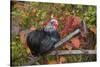 Bantam Black Cochin Rooster Perched on Handle of Old Wooden Plow-Lynn M^ Stone-Stretched Canvas