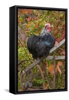 Bantam Black Cochin Rooster Perched on Handle of Old Wooden Plow-Lynn M^ Stone-Framed Stretched Canvas