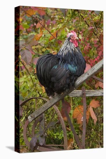 Bantam Black Cochin Rooster Perched on Handle of Old Wooden Plow-Lynn M^ Stone-Stretched Canvas