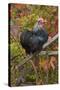 Bantam Black Cochin Rooster Perched on Handle of Old Wooden Plow-Lynn M^ Stone-Stretched Canvas