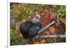 Bantam Black Cochin Rooster Perched on Handle of Old Wooden Plow-Lynn M^ Stone-Framed Photographic Print