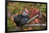 Bantam Black Cochin Rooster Perched on Handle of Old Wooden Plow-Lynn M^ Stone-Framed Photographic Print