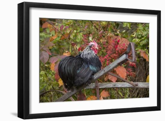 Bantam Black Cochin Rooster Perched on Handle of Old Wooden Plow-Lynn M^ Stone-Framed Photographic Print