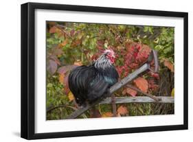 Bantam Black Cochin Rooster Perched on Handle of Old Wooden Plow-Lynn M^ Stone-Framed Photographic Print