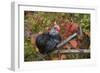 Bantam Black Cochin Rooster Perched on Handle of Old Wooden Plow-Lynn M^ Stone-Framed Photographic Print