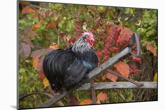 Bantam Black Cochin Rooster Perched on Handle of Old Wooden Plow-Lynn M^ Stone-Mounted Photographic Print