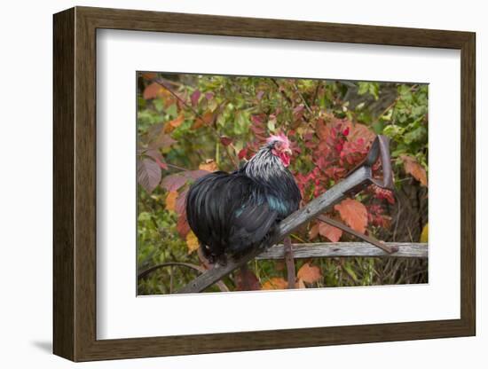 Bantam Black Cochin Rooster Perched on Handle of Old Wooden Plow-Lynn M^ Stone-Framed Photographic Print