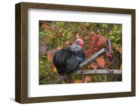 Bantam Black Cochin Rooster Perched on Handle of Old Wooden Plow-Lynn M^ Stone-Framed Photographic Print