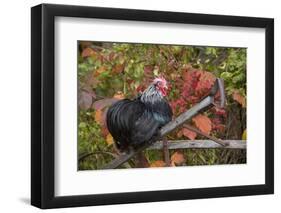 Bantam Black Cochin Rooster Perched on Handle of Old Wooden Plow-Lynn M^ Stone-Framed Photographic Print