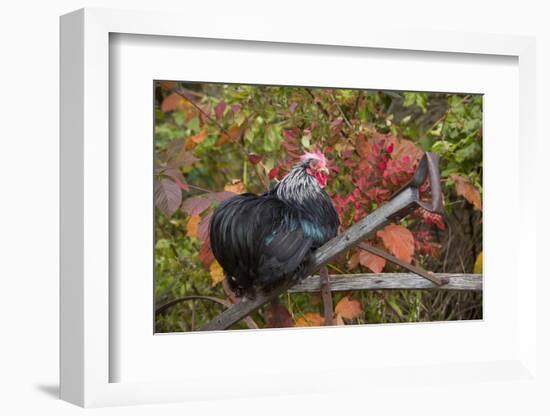 Bantam Black Cochin Rooster Perched on Handle of Old Wooden Plow-Lynn M^ Stone-Framed Photographic Print