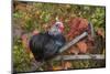 Bantam Black Cochin Rooster Perched on Handle of Old Wooden Plow-Lynn M^ Stone-Mounted Photographic Print