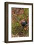 Bantam Black Cochin Rooster Perched on Handle of Old Wooden Plow-Lynn M^ Stone-Framed Photographic Print