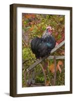 Bantam Black Cochin Rooster Perched on Handle of Old Wooden Plow-Lynn M^ Stone-Framed Photographic Print