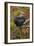 Bantam Black Cochin Rooster Perched on Handle of Old Wooden Plow-Lynn M^ Stone-Framed Photographic Print