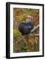 Bantam Black Cochin Rooster Perched on Handle of Old Wooden Plow-Lynn M^ Stone-Framed Photographic Print