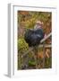 Bantam Black Cochin Rooster Perched on Handle of Old Wooden Plow-Lynn M^ Stone-Framed Photographic Print