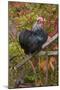 Bantam Black Cochin Rooster Perched on Handle of Old Wooden Plow-Lynn M^ Stone-Mounted Photographic Print