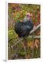 Bantam Black Cochin Rooster Perched on Handle of Old Wooden Plow-Lynn M^ Stone-Framed Photographic Print